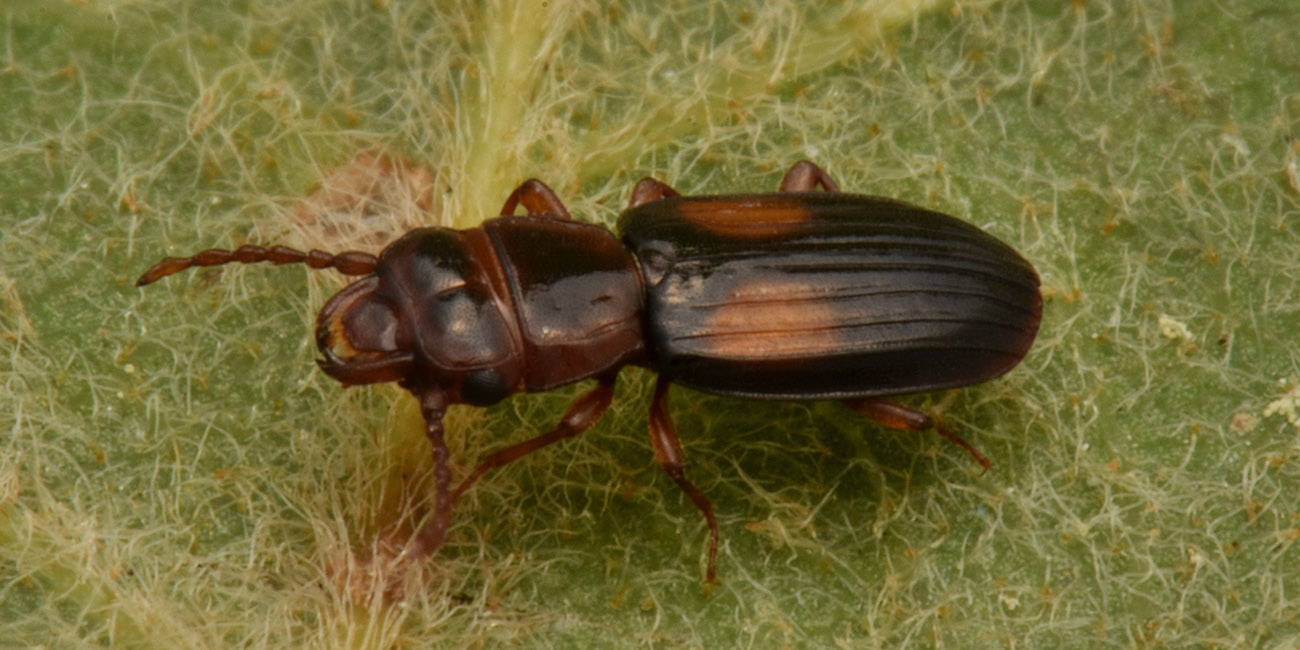 Laemophloeidae: Laemophloeus monilis